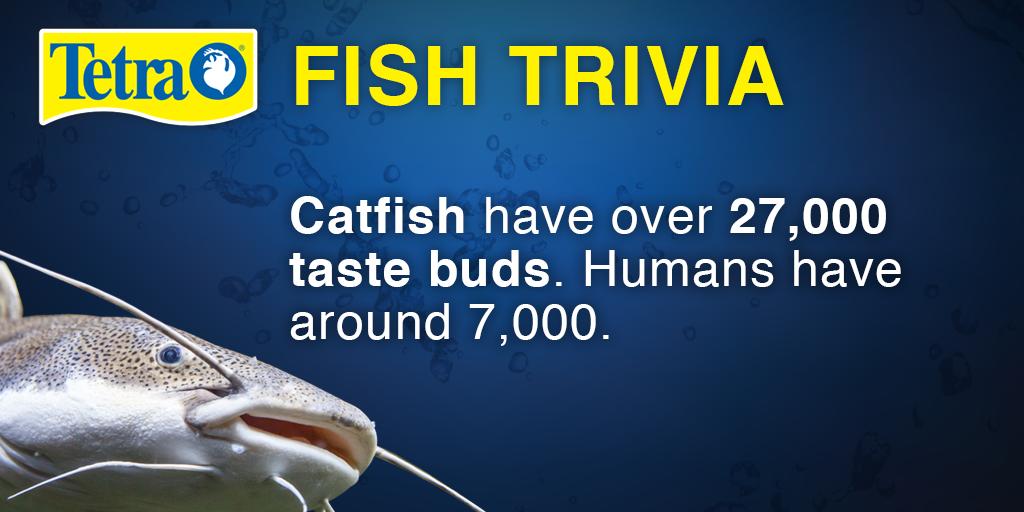 #catfish have over 27,000 tastebuds. #tetrafunfact #funfishfactfriday