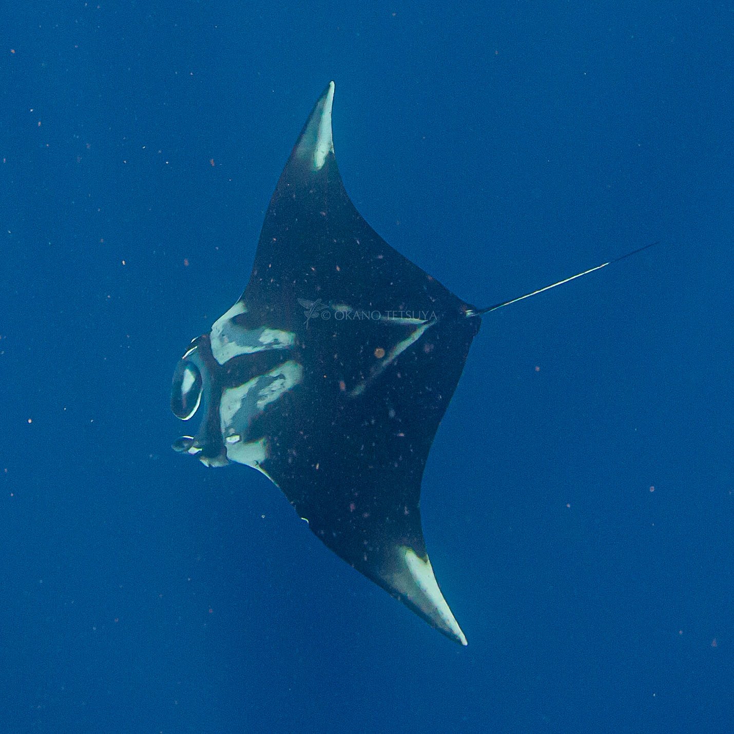 T Okano ナンヨウマンタとオニイトマキエイ を見分けるポイントはいくつかありますが 背中の白い模様が口に沿って並行で直線的ならオニイトマキエイ ハの字ならナンヨウマンタだそうなのでこの写真は オニイトマキエイ 続く マンタ オニイトマキエイ