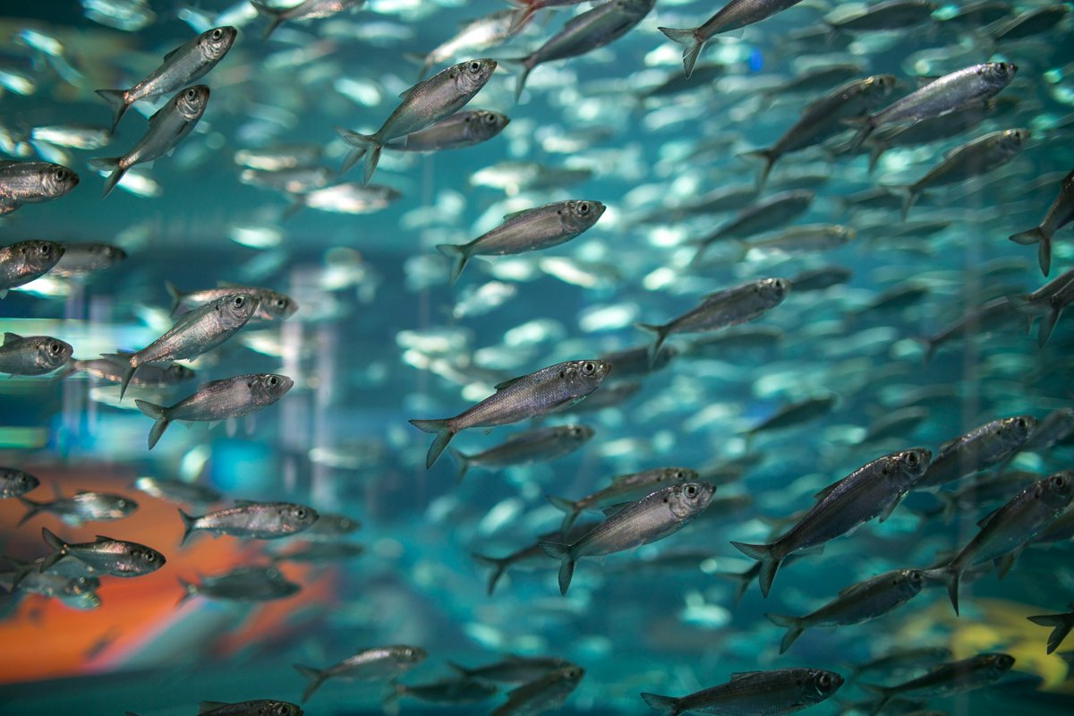 RipleysAquaCA's tweet image. Alwives 🐟 entered the Great Lakes through the St. Lawrence Seaway and the Welland Canal. 

The species reproduced at such an accelerated rate that they created more competition for the local fish to find food. #FeaturedFishFriday