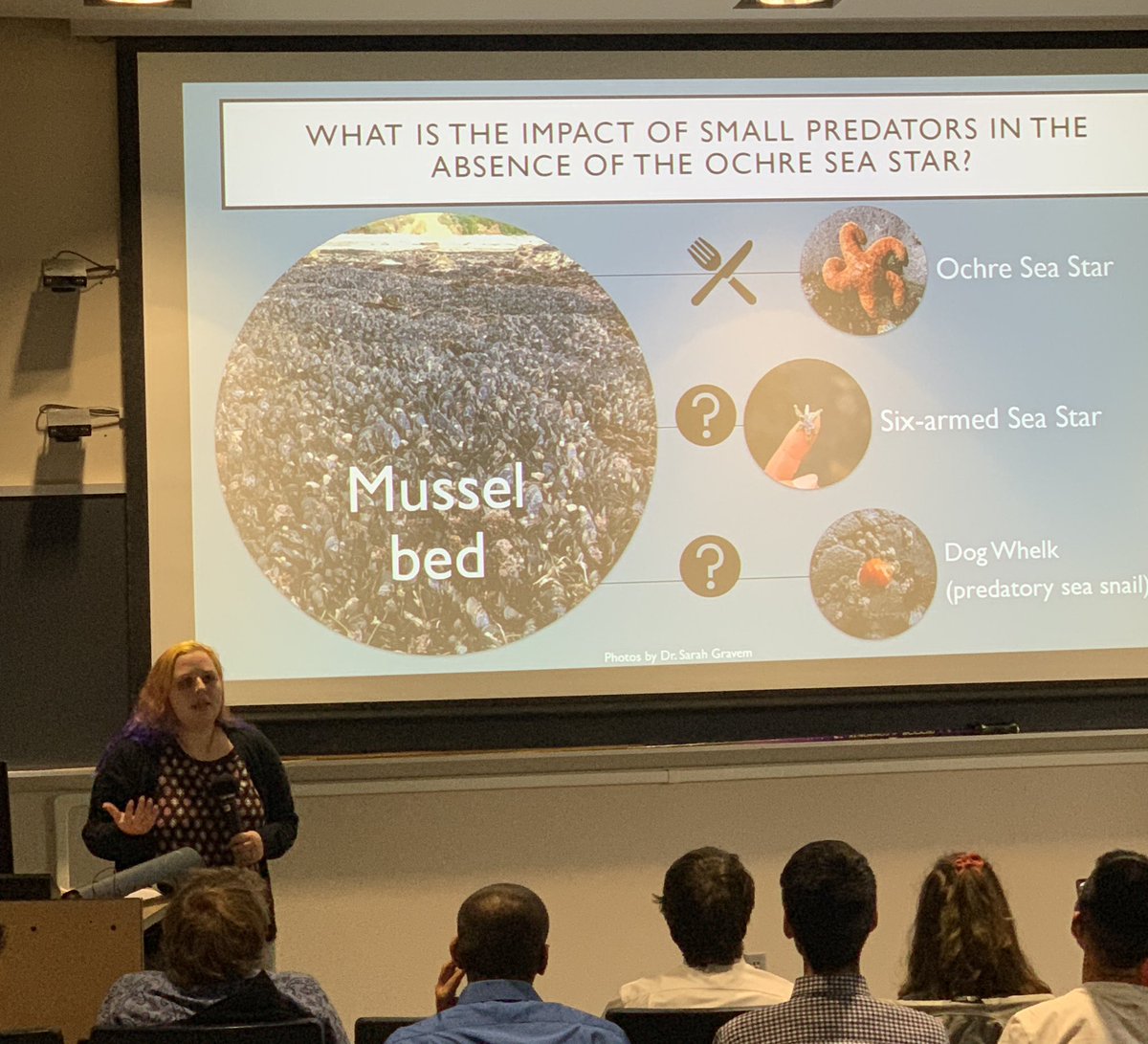 Great talks at Summer Undergraduate Research Symposium including Ocean11’s Chantelle MacAdams working under Sarah Gravem &amp; Bruce Menge—Can a small predator have a big impact? Investigating mechanisms of community change after Sea Star Wasting outbreak. Good job to all students!
