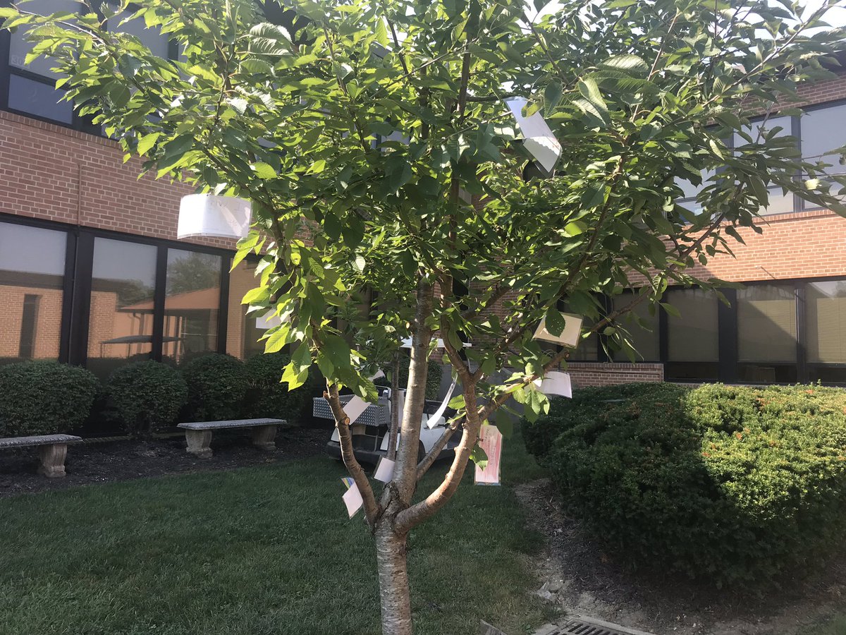 cskiles80's tweet image. On Wednesday the #skirwin family started a #wishtree based on the book. We added our wishes, some can be easily granted, others can not. Each week we will check the tree for wishes we can grant. #whatdoyouwishfor #canyougrantawish #familytime #tmstribe #act4impact  @TMS_Trojans