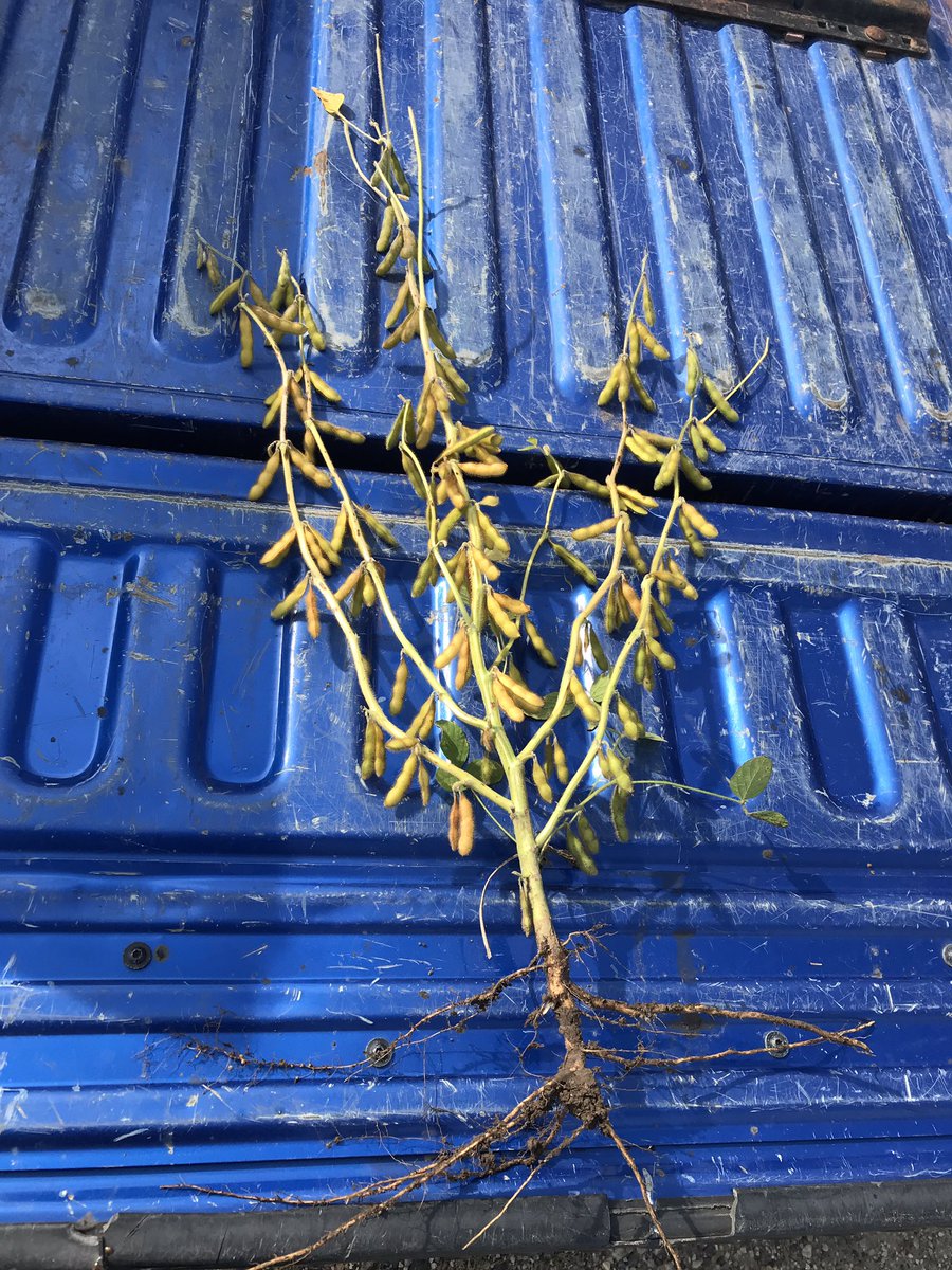 These <a href="/BecksHybrids/">Beck's Hybrids</a> 1548 FP soybeans are looking great! We’ll be ready to harvest these soon for seed for your field next year!