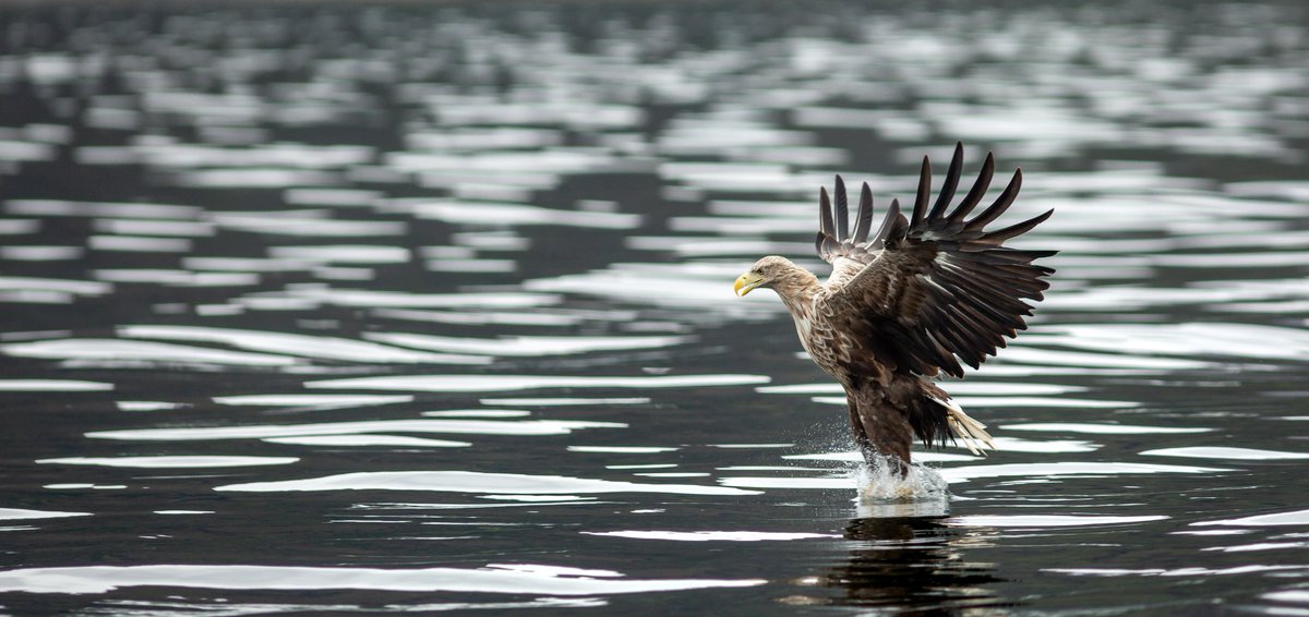 A beautiful bird against a lovely backdrop of silver and grey. #mull #scotland #ecotourism #wild <a href="/CanonUKandIE/">Canon UK and Ireland</a> <a href="/BBCEarth/">BBC Earth</a> <a href="/VisitMull_Iona/">Visit Mull & Iona</a> <a href="/VisitScotland/">VisitScotland</a> <a href="/visitargyll/">Argyll & The Isles</a>