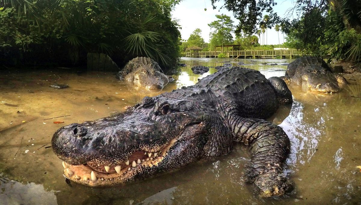 Should we be concerned? We've seen a lot of gator/fence interactions lately. Get the scoop! 

buff.ly/2LBxtjm