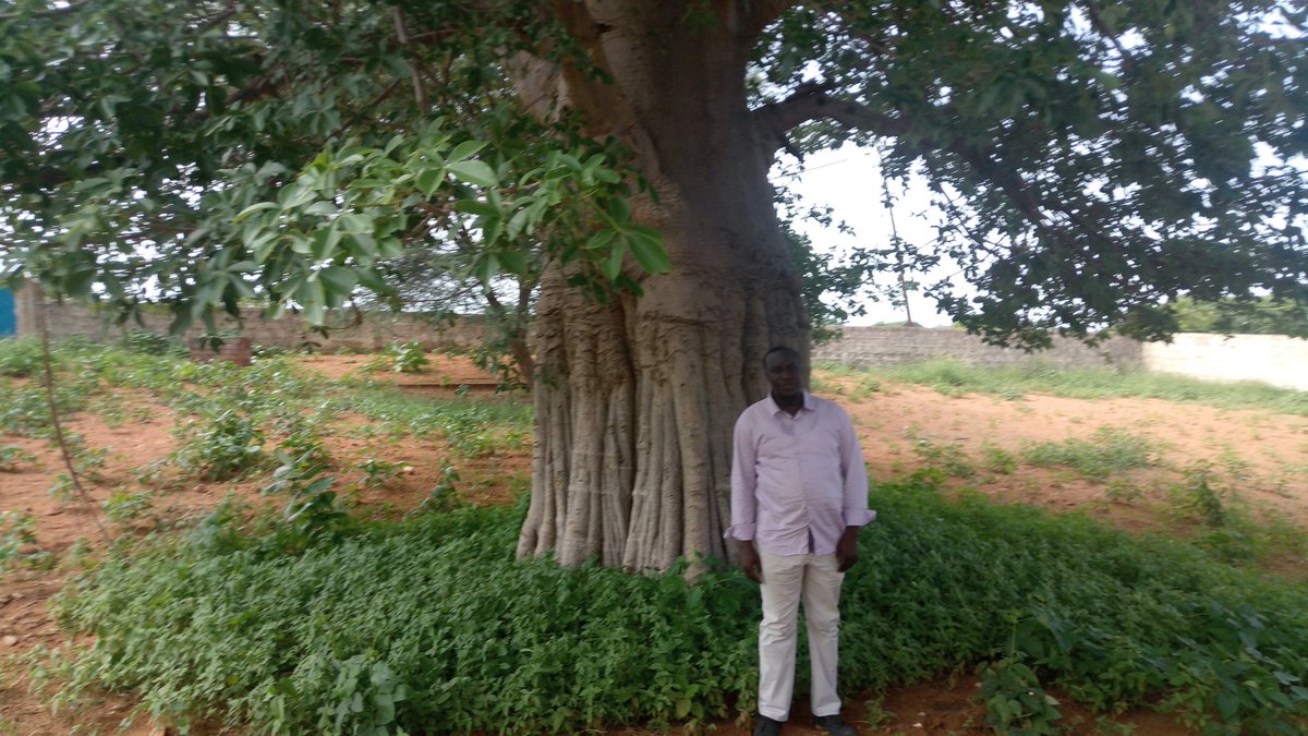 piscoble's tweet photo. L'histoire du Sénégal entre 5 baobabs.  2 de joal ( la maison familiale de Senghor et l'île de Fadiouth), 1  dans le Jolof( Yang yang), 1 à Dakhiao (maison royale de Bour Sine) et à Nder (Talatay Nder). J'ai parcouru en 7jours ( Dékheulé, Fandane, Nioro, Diakhao Sine, Yang yang). https://t.co/VVKBwnOZvf