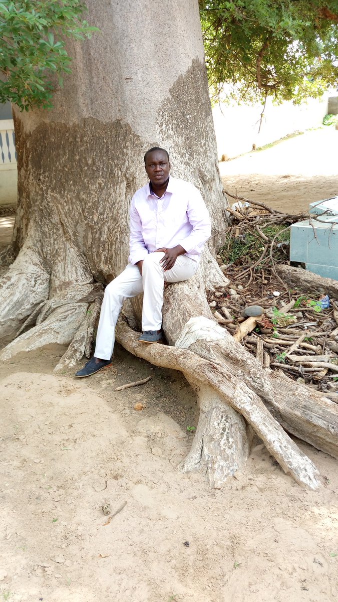 piscoble's tweet photo. L'histoire du Sénégal entre 5 baobabs.  2 de joal ( la maison familiale de Senghor et l'île de Fadiouth), 1  dans le Jolof( Yang yang), 1 à Dakhiao (maison royale de Bour Sine) et à Nder (Talatay Nder). J'ai parcouru en 7jours ( Dékheulé, Fandane, Nioro, Diakhao Sine, Yang yang). https://t.co/VVKBwnOZvf