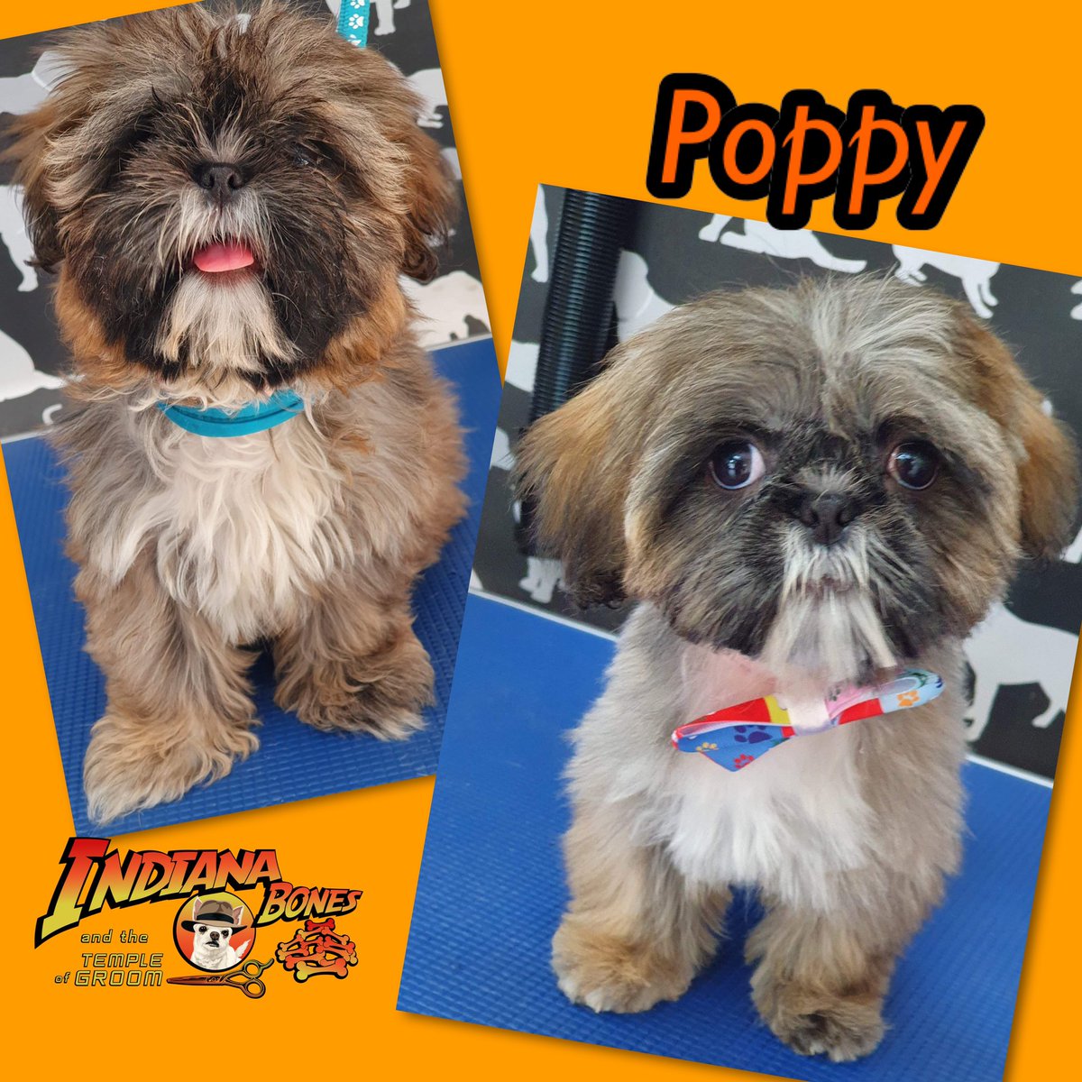 cbcelebrantmarg's tweet photo. Do you want your pooch looking & smelling great then give us a Call, txt or message to book 07947858944
#pamperedpooches #doggyhairstyles #holistictherapies #oldham #doglovers #dogs #puppies @TheGoodDogGuide #oldhamls @archie_fay @millysproducts @tropiclean https://t.co/cQGqNgaRz3