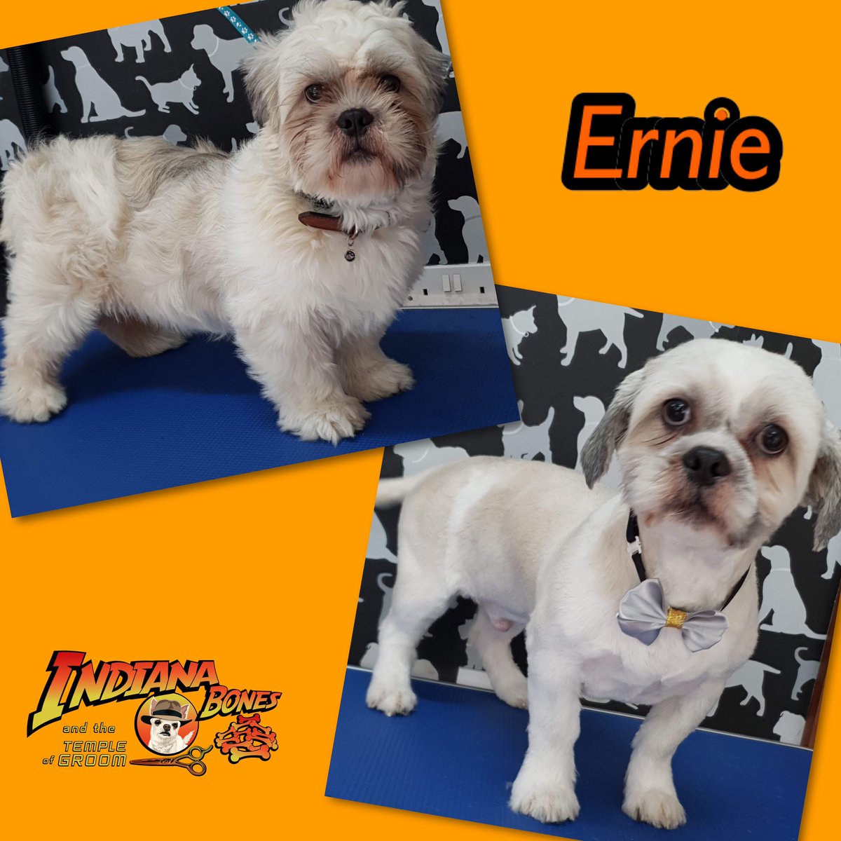 cbcelebrantmarg's tweet photo. Do you want your pooch looking & smelling great then give us a Call, txt or message to book 07947858944
#pamperedpooches #doggyhairstyles #holistictherapies #oldham #doglovers #dogs #puppies @TheGoodDogGuide #oldhamls @archie_fay @millysproducts @tropiclean https://t.co/cQGqNgaRz3