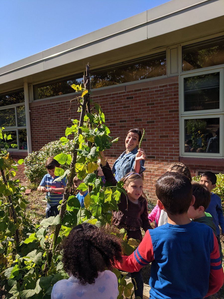 mrslibbyFM's tweet photo. Our new first grade friends in @thomsontimes class joined us in the #fullermeadow courtyard to harvest some green beans for our school lunches! There were so many beans!! https://t.co/Vkomd5ztyM