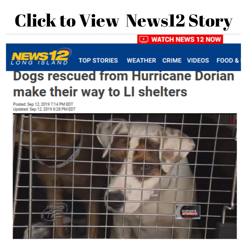 KentAnimal's tweet image. Big News! Vid &amp;amp; pix... Storm rescues | Turning 50 | New Facility? | "No Place Like Home" Party info #news12li #riverheadnewsreview #newsreview #noplacelikehome conta.cc/30wEKVJ