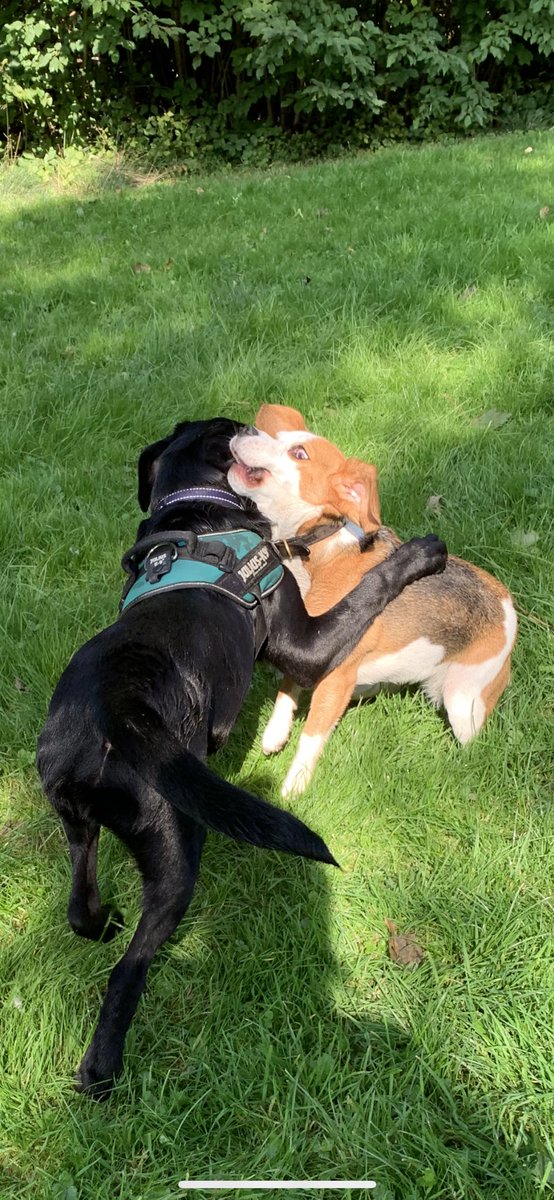 dogsofjupiter tweet picture