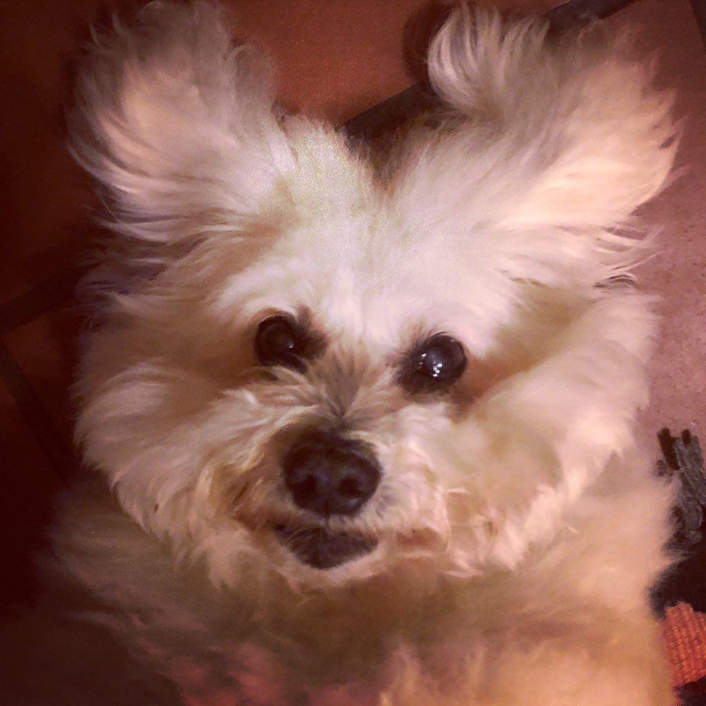 WarrenJBanks1's tweet photo. A freshly laundered fluff-piglet: my cutest achievement of the week. Just don’t ask how my second collection is coming… #WritingCommunity https://t.co/3unJlAttA6