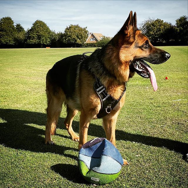 oliversean's tweet image. First photo on my #appleiphone11promax :)) #Blue #germanshepherd #dogsofinstagram ift.tt/31HHely