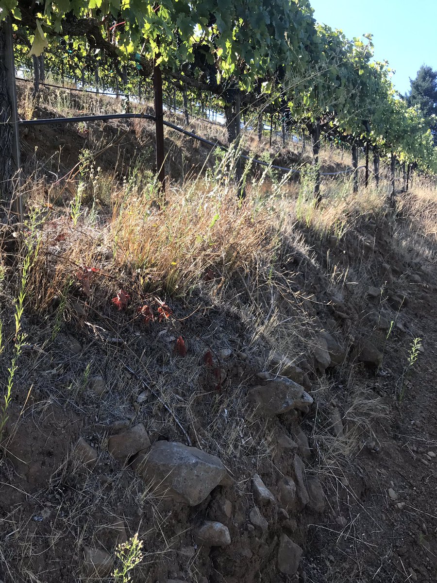 VGSPotelle's tweet photo. That’s the type of soils my Zinfandel VGS loves and thrives in. When first released in 1990, the press said “this is the zinfandel that is going to change the way zinfandel is made”. Zinfandel is one of VGS top seller. That terroir is a huge reason for its elegance &amp; distinction. https://t.co/dItJXMwvOK