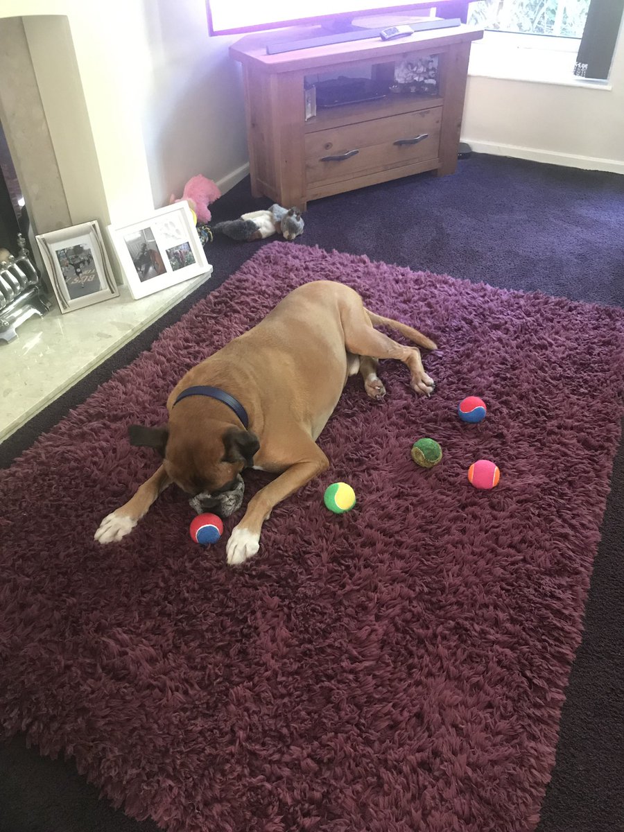 sammijo94's tweet photo. Itβs Clydes 9th birthday! π₯³π₯°
He got all these balls for his big day and heβs having steak for dinner. π₯©π
#clyde #doggo #dogbirthday #boxer #redboxer #treats #birthday #love https://t.co/oclV1f4Xo3