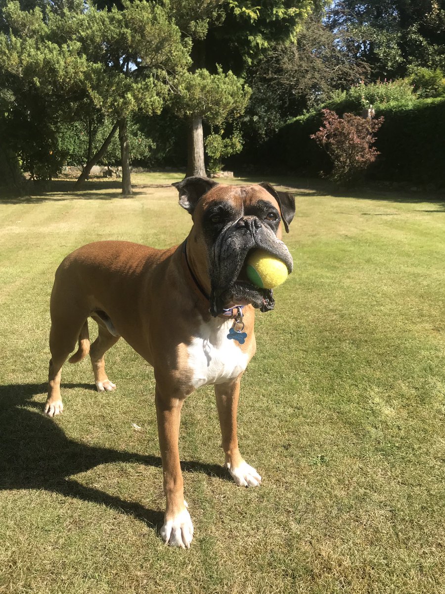 sammijo94's tweet photo. Itβs Clydes 9th birthday! π₯³π₯°
He got all these balls for his big day and heβs having steak for dinner. π₯©π
#clyde #doggo #dogbirthday #boxer #redboxer #treats #birthday #love https://t.co/oclV1f4Xo3