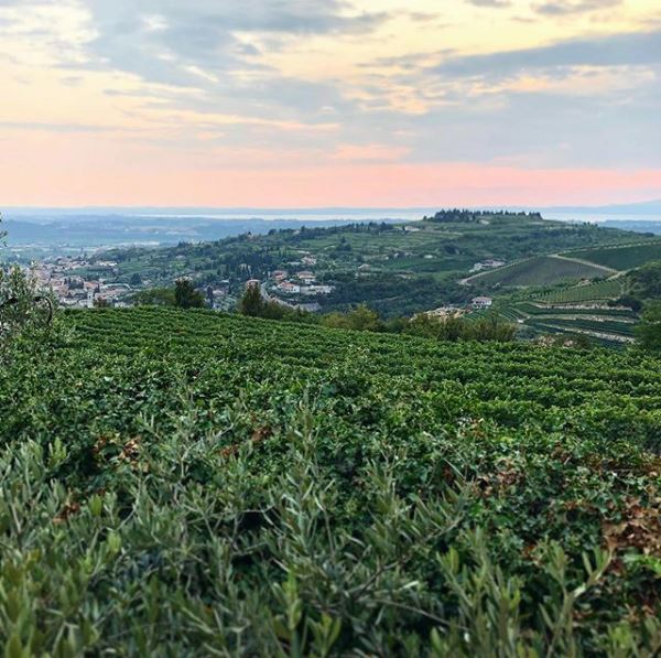 With over 200 years of activity, the Boscaini family have been in #Valpolicella since 1772 with the purchase of vineyards in ‘Vaio dei Masi’. 
This is where @MrAmaroneMasi's signature #Amarone is made.