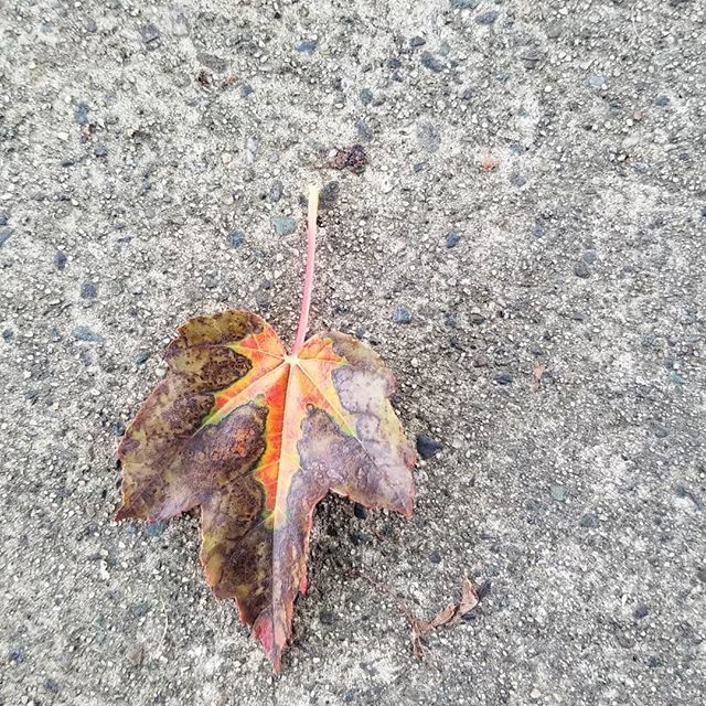 virtual_class's tweet photo. پاییزانهها
#coastmeridian
#vancouver #vancity #tricities #calgary #canada🇨🇦 #bc #kelowna #kamloops #POCO #toronto #iran #lag #mazandaran #fishing #westvancouver #birds #turtle #turtles #flowers #rose #blackbear #bear #seabirds #smilingcreekelementry #be… https://t.co/DpfEyM64jX https://t.co/UuU9PWH9CW
