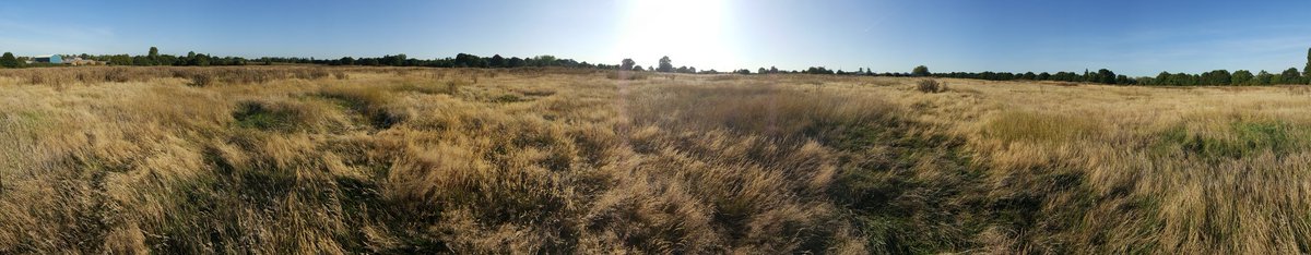 One bit of the environment #Ealing CAN protect. Look(ing) After My Back Yard #LAMBY #WarrenFarm #SaveWarrenFarm #ProtectWarrenFarm #ClimateStrike #FridaysForFuture #Hanwell #Ealing <a href="/HanwellNature/">Hanwell Nature</a> <a href="/juliangbell/">Julian Bell</a> <a href="/EalingCouncil/">Ealing Council</a>
