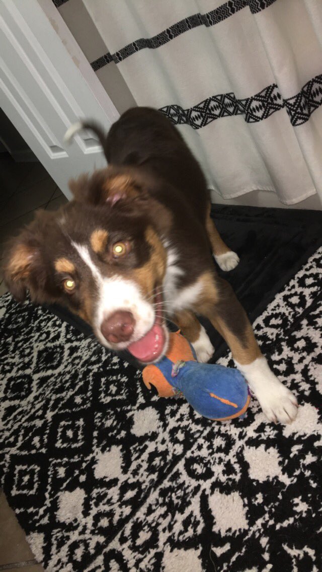 katlynnn_1's tweet photo. #NewProfilePic And more with our fur baby Rev https://t.co/k8b0Vq35uN