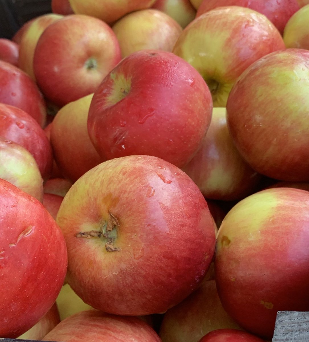 CFANS's tweet photo. Special thanks to Stemilt Growers for providing delicious Rave apples for the #UMN picnic celebrating the inauguration of President Gabel. #WelcoMNGabel. #stemilt #raveapples https://t.co/6B5sNxTu56