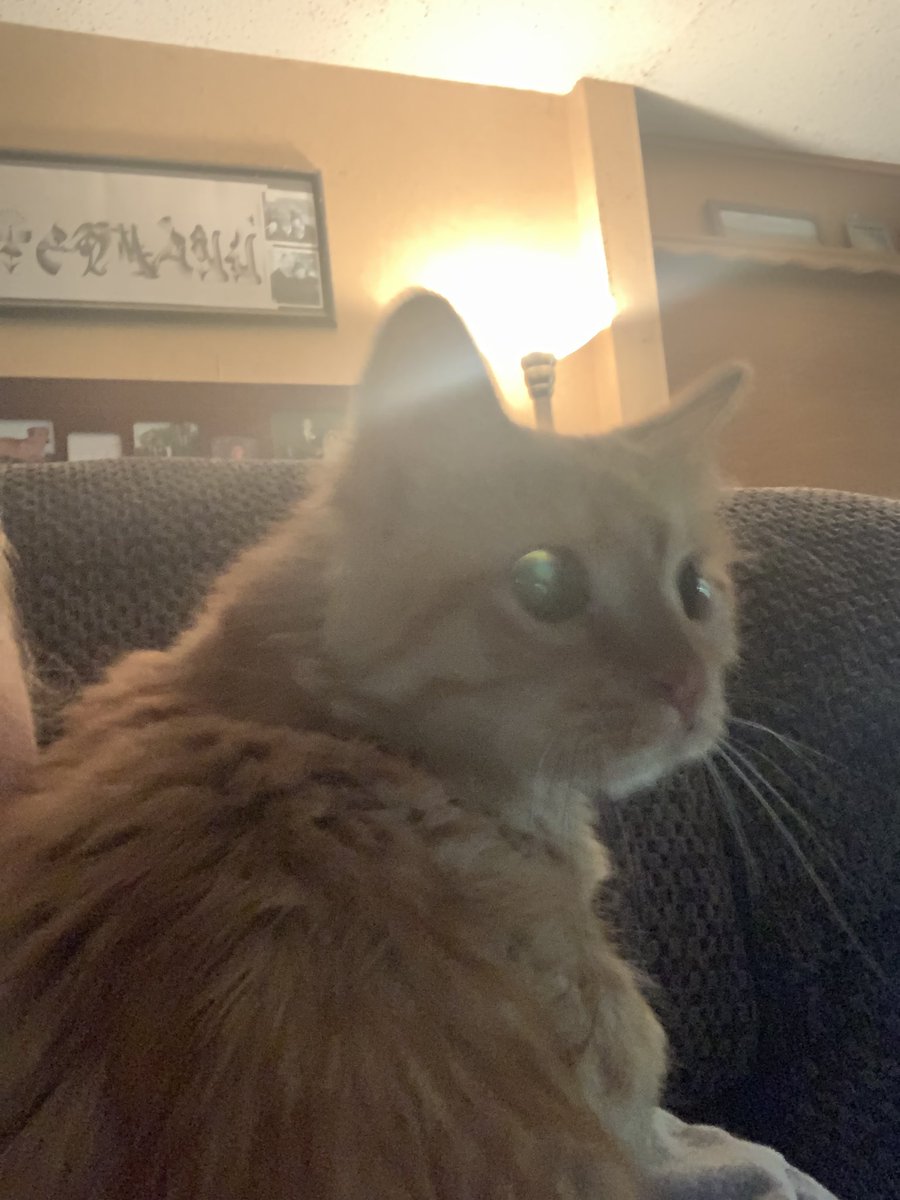 We are so happy to introduce the newest member of the Determann house! This is Gable! His doggie sisters are very interested in him! His kitty sister is adjusting. He’s the cuddliest lil man!!