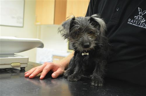 Introducing Betty, a mongrel puppy (you're cooing, yes?!) This adorable girl will need a special home to calm her worries, train and socialise her. Betty's rehoming page is... ow.ly/6c0m50wgr2A #RaystedeRescue