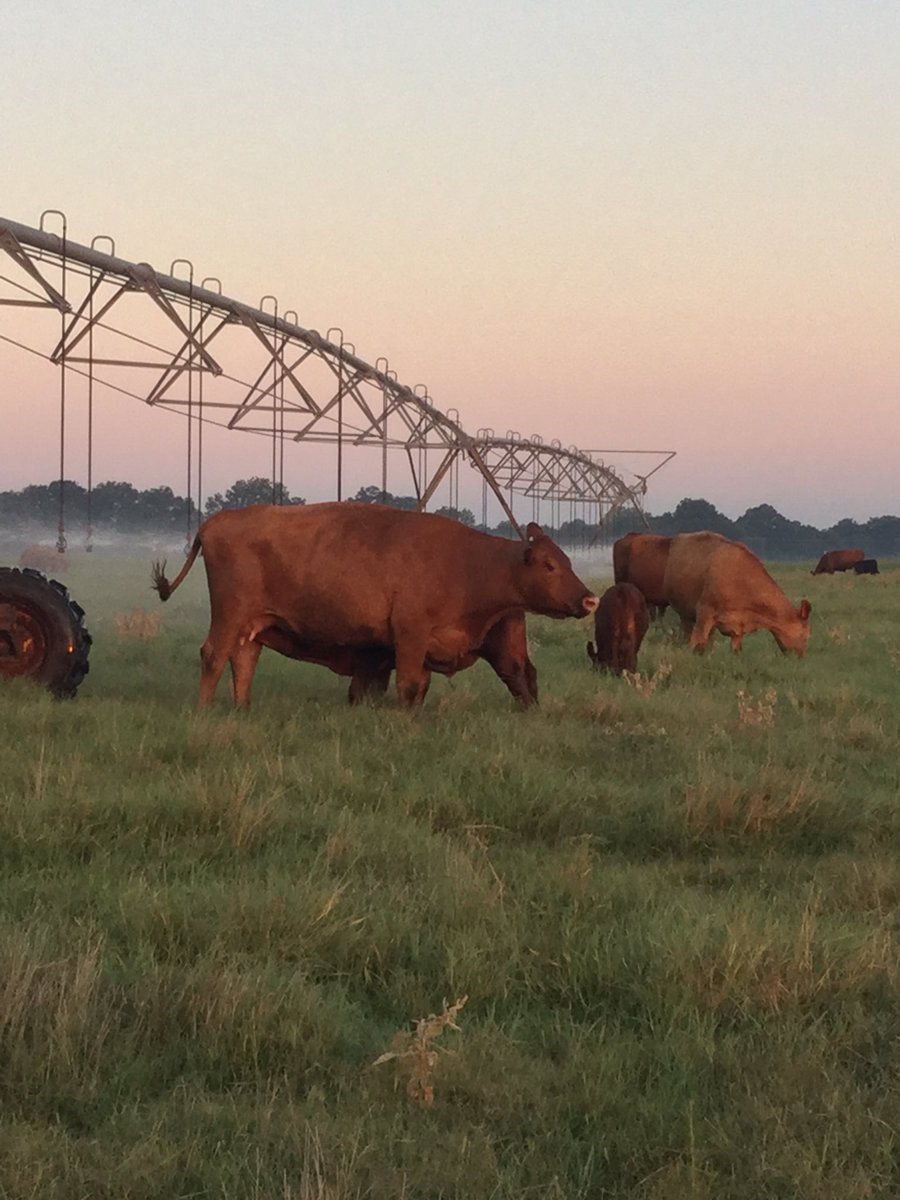 JohnPurviance's tweet image. Mr President.  America’s ranchers had your back in 2016 and in 2020. We are calling on you to return the favor. We fight all year long to put healthy and safe beef on America’s table. Packers own the cattle a few days but cut the fattest hog!  @realDonaldTrump #FairCattleMarkets