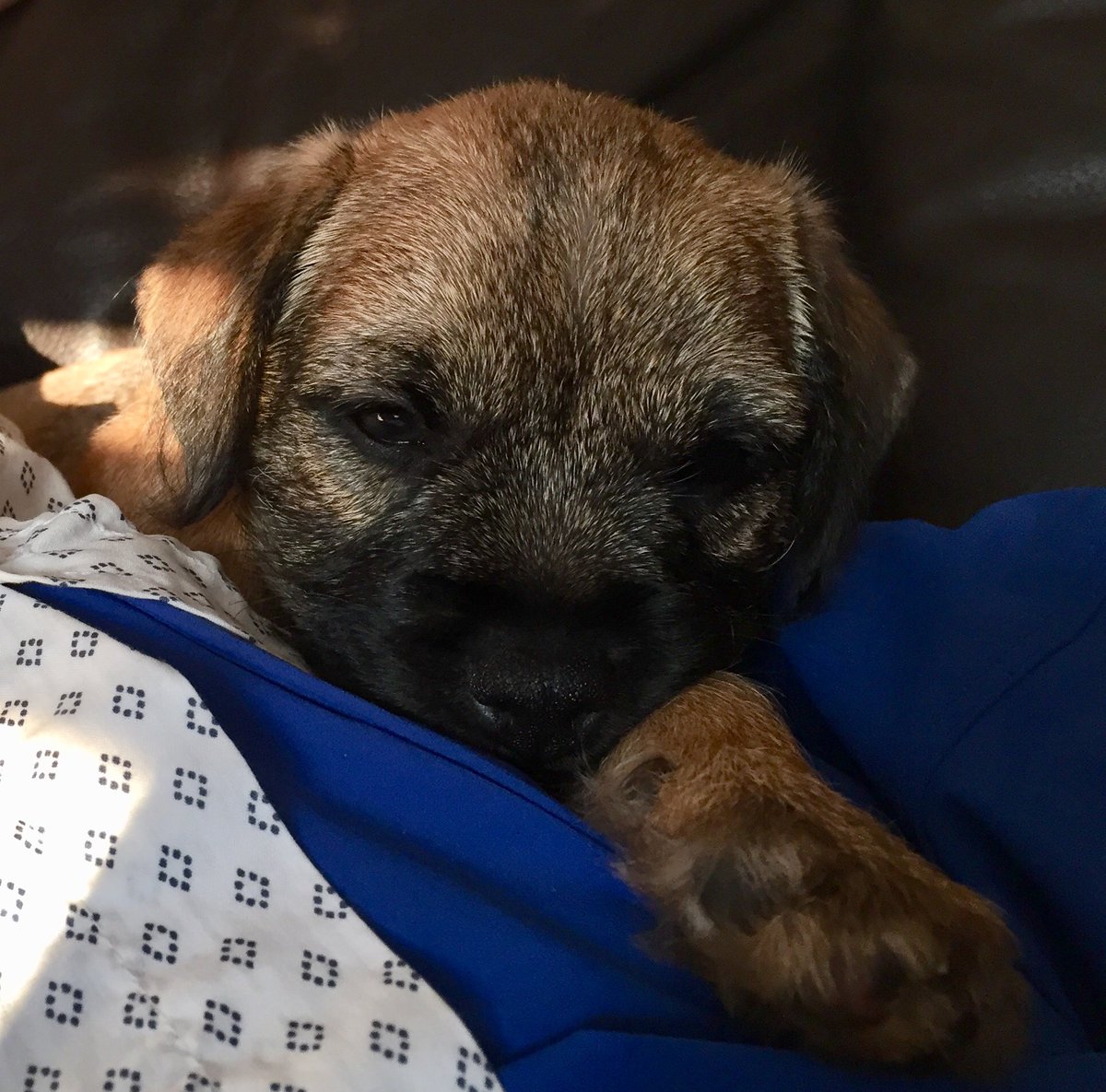 Wez av a new brofur called Charlie. He’s ad a run in da garden.. now avin a snooz😴