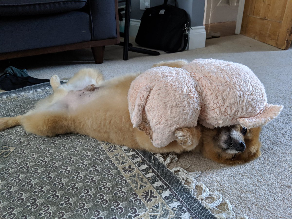 spitzschnauzer's tweet image. It&apos;s the weekend and I can do what I want! #spitzlife #spitz #spitzandpiggy