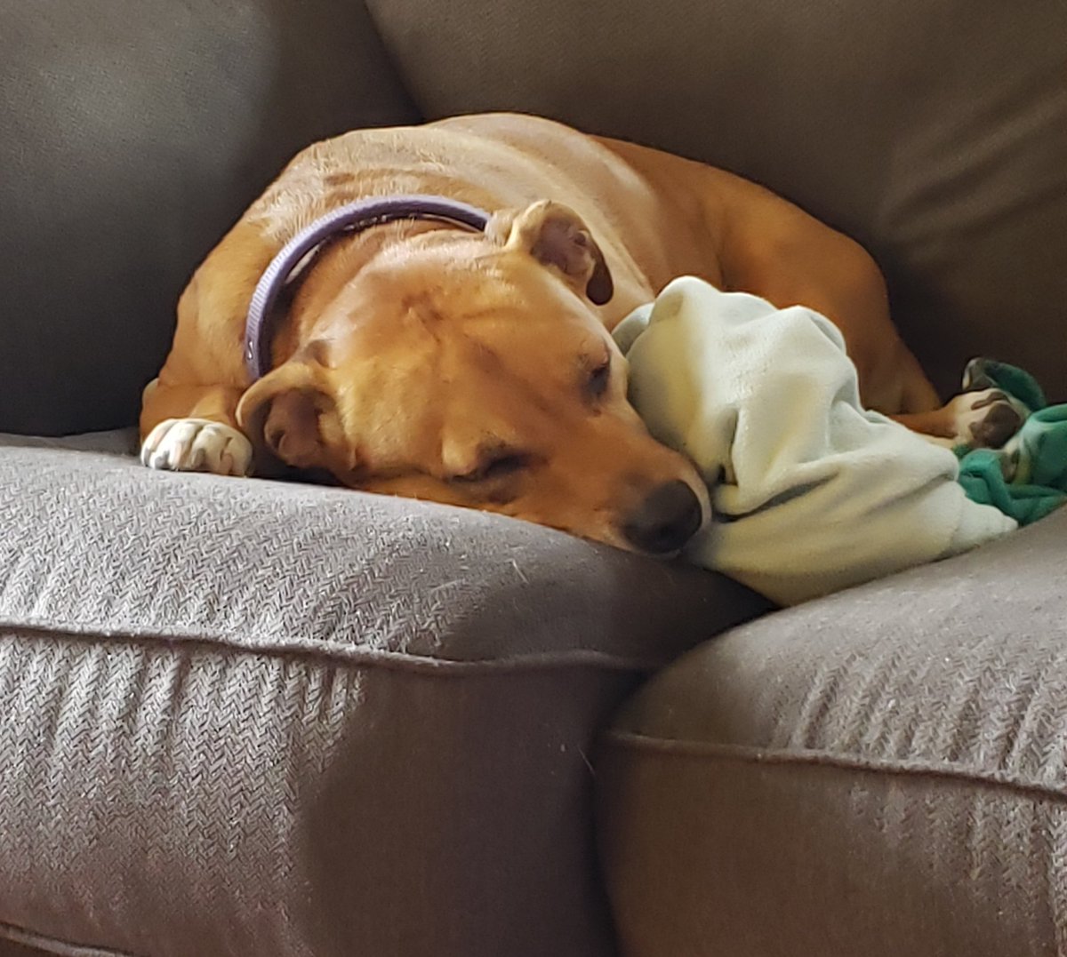 hopesolothedog's tweet photo. Rainy #gameday napping. I'll be ready to watch my sister @maggie_ertl this afternoon! ๐บโฝโ๏ธ #nomakeup #AStateSOC #wolvesup wish we were there. https://t.co/HXhTXpv2Lb