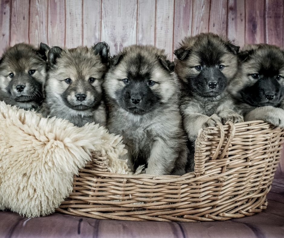 Value Vet tweet media