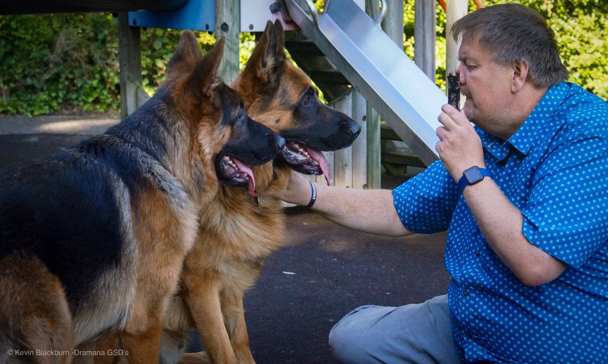 dramanagsds's tweet photo. Some taken of us with dad taken by our sister @tonayahskye #GSD #germanshepherd #dogs #Huddersfield #BAGSD #GSDL #GSDBreedCouncilofGB https://t.co/ucHk7Q9osy