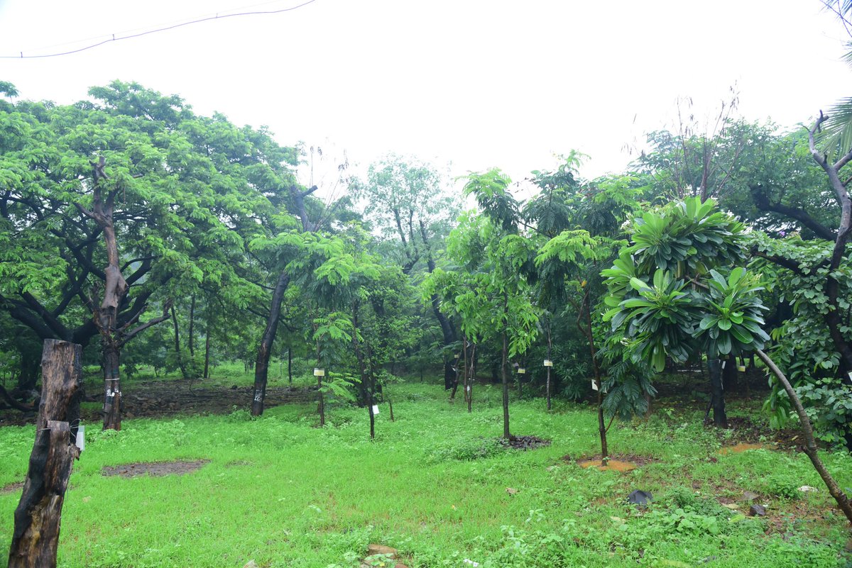 Special_033's tweet photo. #MMRC has planted 24000 trees & committed to plant more. Join us to #PlantATree while we build @MumbaiMetro3 to provide you with safer, faster & comfortable commute that will reduce . Let us #MakeMumbaiGreen @mybmc @CMOMaharashtra @anandmahindra https://t.co/n7ztYkmW9w
