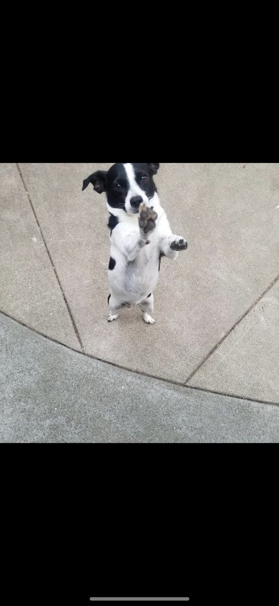 dejajohnsonford's tweet photo. @the_dr_is_quinn Here’s my little princess Savi 🥰🥰 #CA321 #InterpersonalConflict https://t.co/lqIW9iX9IX