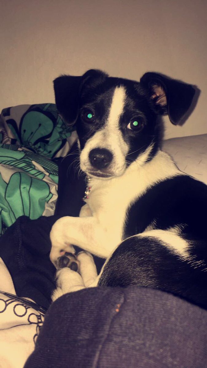 dejajohnsonford's tweet photo. @the_dr_is_quinn Here’s my little princess Savi 🥰🥰 #CA321 #InterpersonalConflict https://t.co/lqIW9iX9IX