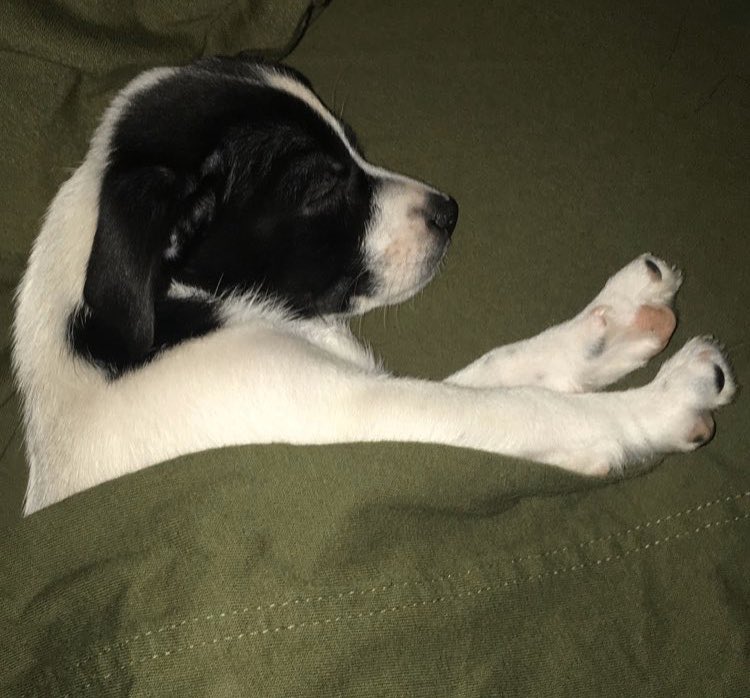 dejajohnsonford's tweet photo. @the_dr_is_quinn Here’s my little princess Savi 🥰🥰 #CA321 #InterpersonalConflict https://t.co/lqIW9iX9IX