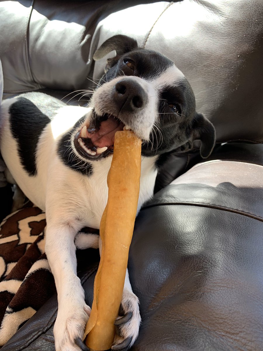 dejajohnsonford's tweet photo. @the_dr_is_quinn Here’s my little princess Savi 🥰🥰 #CA321 #InterpersonalConflict https://t.co/lqIW9iX9IX