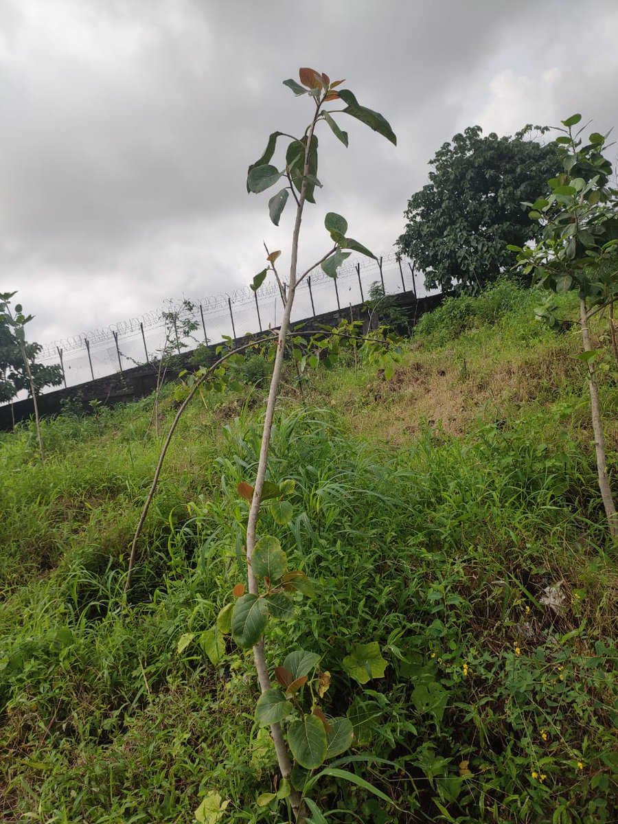 AshwiniBhide's tweet photo. #Environment & #Development coexist. This #MaximumCity deserves better #publictransport. @MumbaiMetro3 is committed to provide it. Let us build #Metro. Let us #PlantATree. Let us #MakeMumbaiGreen. #MMRC is planting trees and waiting for #Mumbaikars to join @CMOMaharashtra @mybmc https://t.co/6vxIoUxtyK
