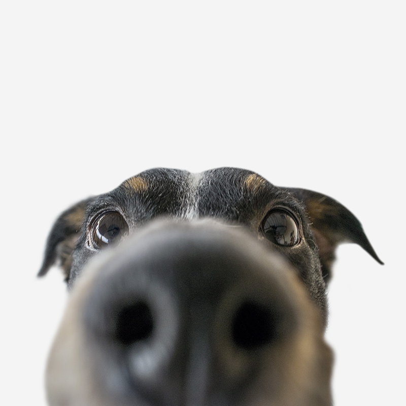 PetsmileUSA's tweet photo. mmmmmmm I smell Petsmile and I love it!!! #happypet #healthypet #doggie #nose https://t.co/4m6HGgajJg