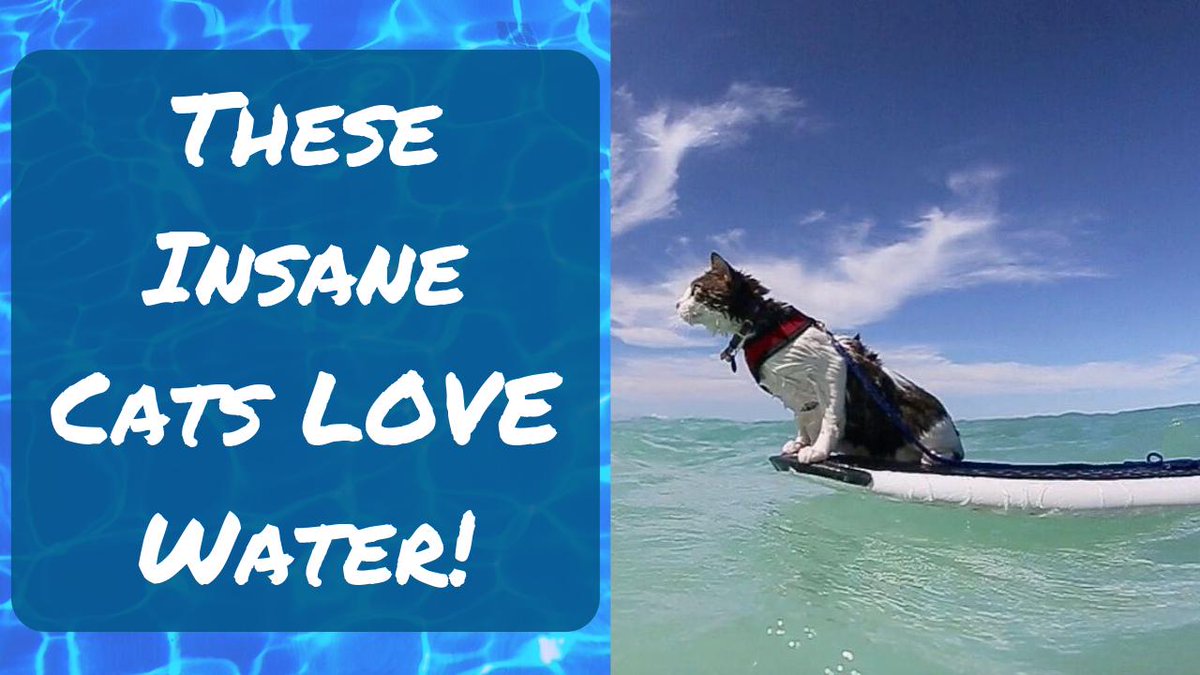 HumaneGoods's tweet image. These crazy cats LOVE playing in the water==&amp;gt;  youtube.com/watch?v=SwAqrv…

Check out the video now and subscribe to our new YouTube channel. #cats #cat #pets #CatsOfTwitter #catgirl #funny