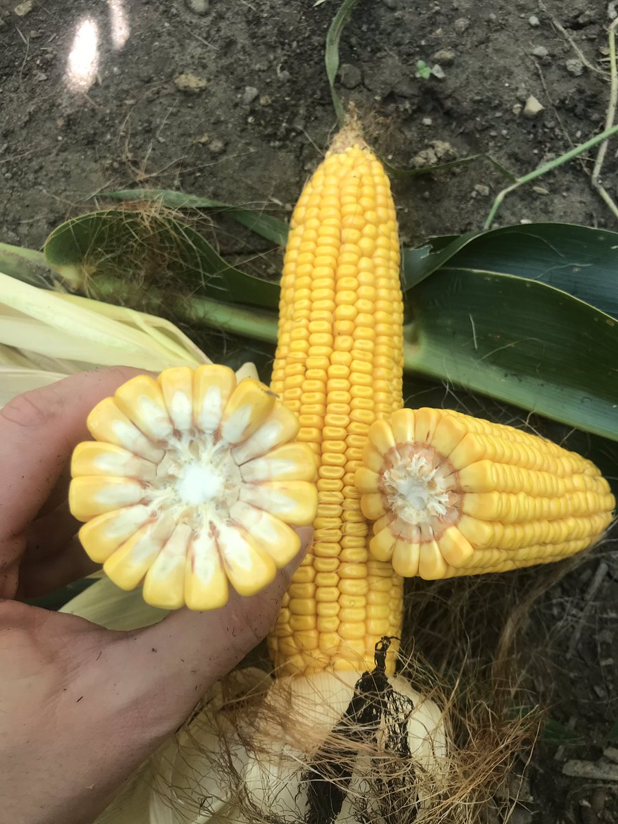gkconcepts22's tweet photo. A couple of clues as to what will be discussed in our interview with Rob Winters airing tomorrow morning at 8:30 on #WOWO. #Corn #harvest19 https://t.co/EMsHxuuRU8