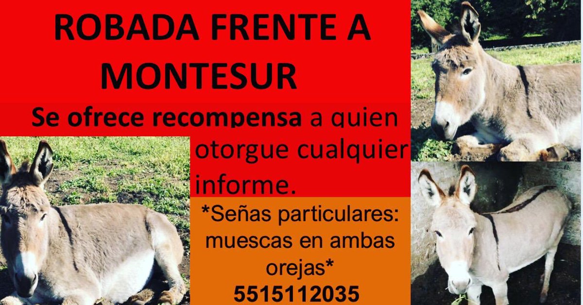 ItzelReza's tweet photo. Ayúdennos por favor #BuscamosaMartina Fue robada el 18 de septiembre en #Xochimilco Es de la familia!! La extrañamos 💔 https://t.co/yT2x2oI36W