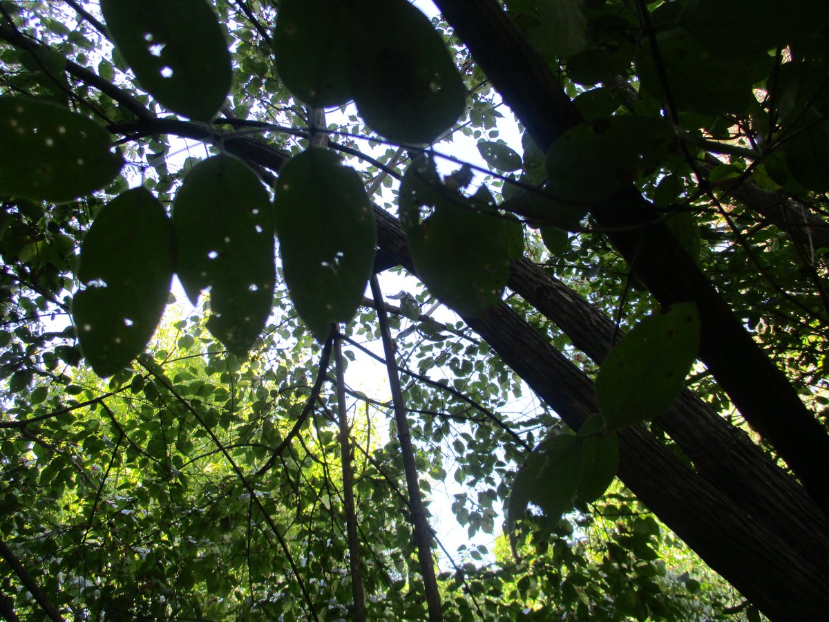 Technology in Science = Dichotomous key to identify leaves.