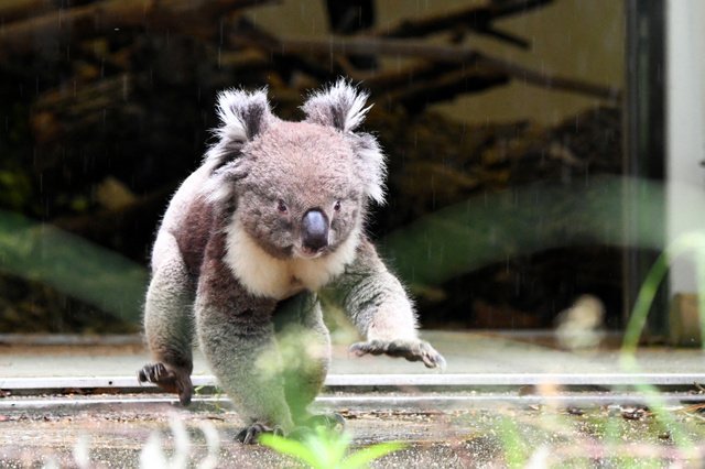 1000RT：【天王寺動物園】大阪唯一のコアラ、10月に英国へ エサ代の