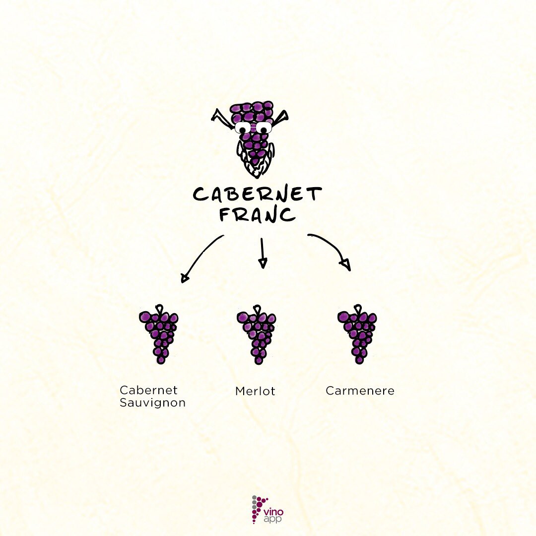 Even though Cabernet Franc only represents 0.4% of the planted area in Argentina, it has grown rapidly from 76 hectares to 1000. Check full article by <a href="/angelyvino/">Angel Ramos</a> 🍷

now.vinoapp.co/cabernet-franc…