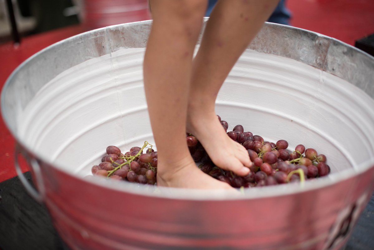 TexasReds's tweet photo. Who's ready to stomp for a good cause?!? Slots are still available. #grapestomp #TexasRedsCheers @KBTXNews 
https://t.co/odx4ioIeSB https://t.co/I5BREGGsUA