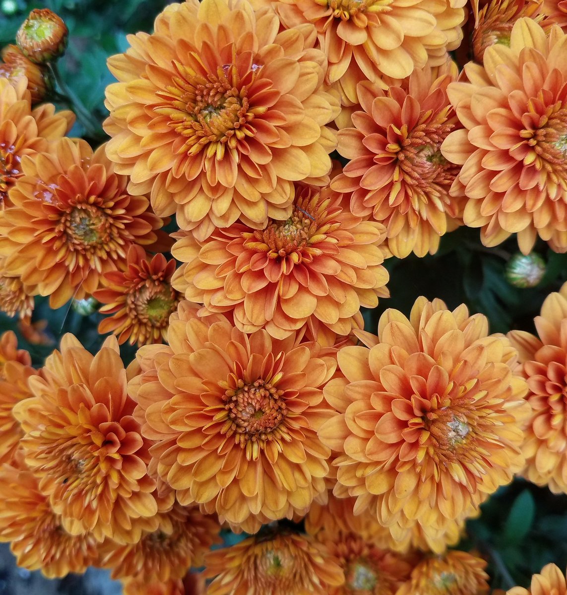 unclejdigsdirt's tweet photo. The rust colored mums at #unclejohnsplantfarm are a favorite. We have several variations and we grow all the mums right here #inthegreenhouse 🍂 happy fall #shoplocal #mums #mum #fallmum #fallismyfavorite #Ohio #ohiofarm #homesteading #grow #growth #art #howyouhome #homedecor #oh https://t.co/bN8hmDGY1h