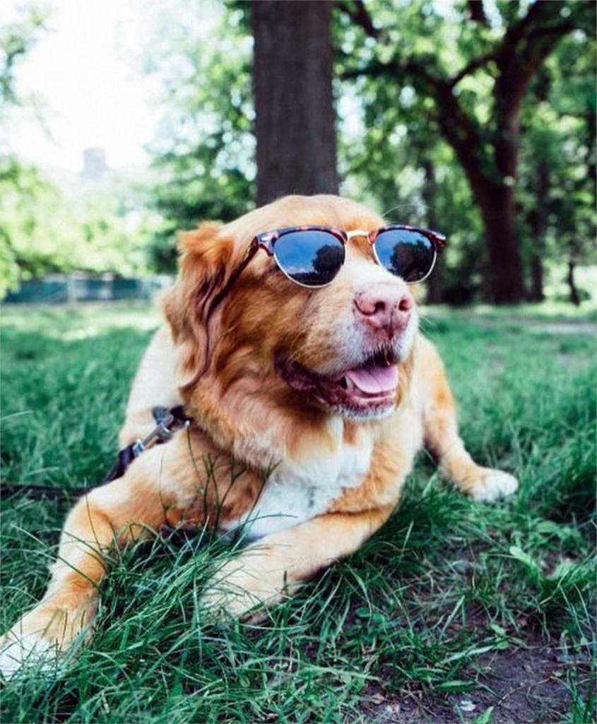 atlantapetlife's tweet photo. Stay cool out there, don't be  a 🌭😂 Heading into the weekend like...
.
.
.
#atlantapetlife #atlpets #dog #fridayvibes #dogsofatlanta #atldogs https://t.co/QirvnHPhUe