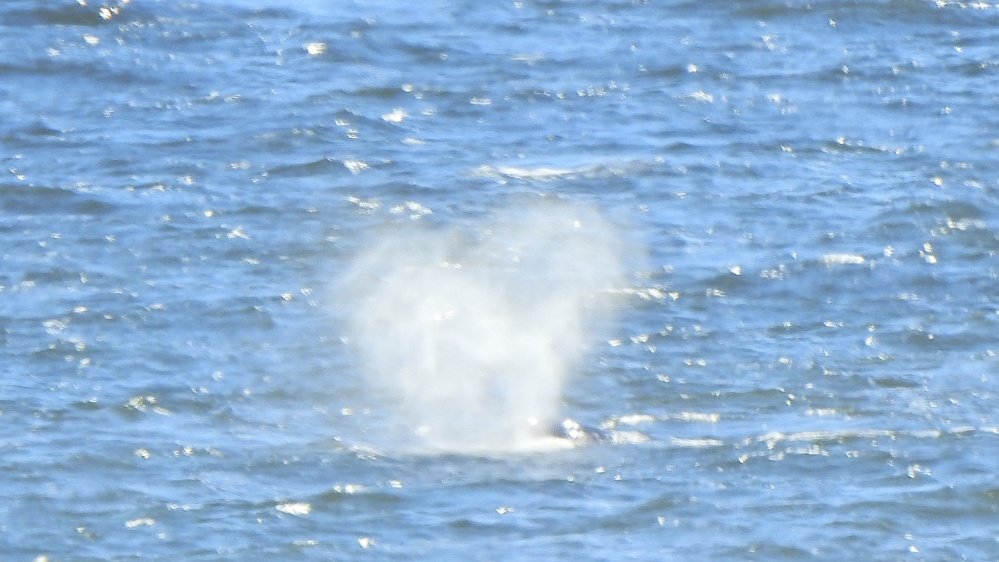 emekavoces's tweet photo. 🐳#Ballenas #Avistaje #PuntaDelEste hora 15:45 parada 32 playa Mansa hay tres ejemplares de ballena Franca Austral https://t.co/eFPebs4gtM
